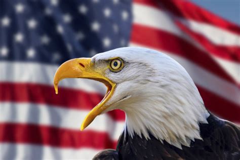 Bald Eagle With Flag United States Of America Stock Photo Download