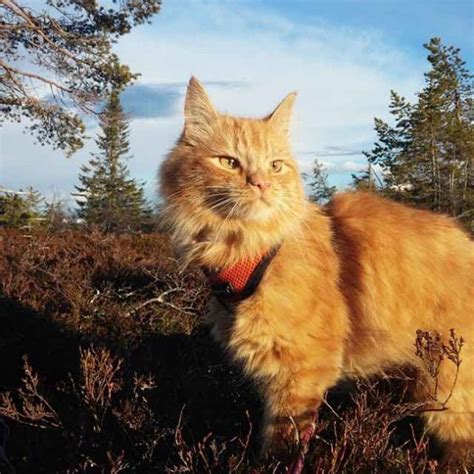 Fluffy Norwegian Cat Loves Hiking And Skiing With His Human Love Meow