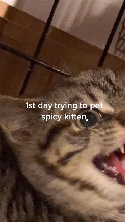 Pin On Spicy Kitten