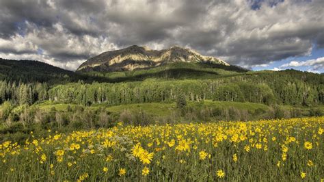 Meadow Yellow Flowers In Mountain Background Under White Cloudy Sky Hd