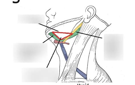Submandibular Triangle Diagram Quizlet