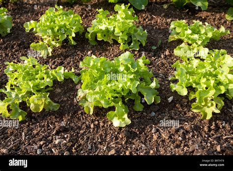 Ensalada Jard N Org Nico Bio Germinados Biol Gicos Cultivo De Huertas