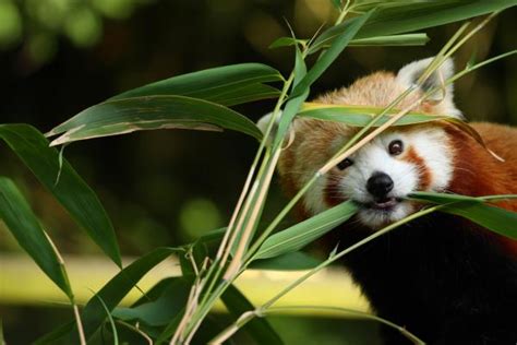 Por Qué El Oso Panda Rojo Está En Peligro De Extinción Razones Y