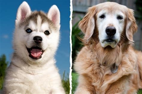 Puppy Vs Adult Dog Which One Should I Choose