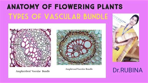 Anatomy Of Flowering Plants Vascular Tissues System Radial Conjoint