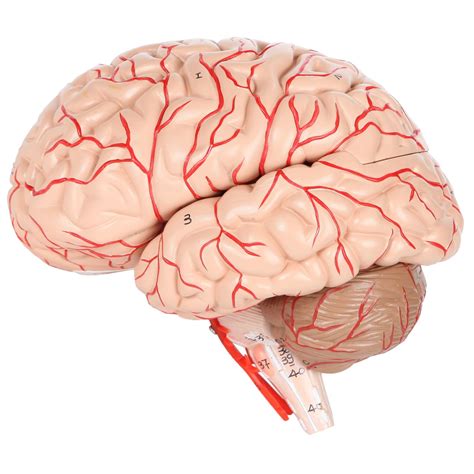 Axis Scientific Deluxe 8 Part Human Brain Model With Arteries Shows