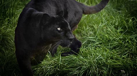 Wallpaper Panther Black 4k Animals Wallpaper Download High