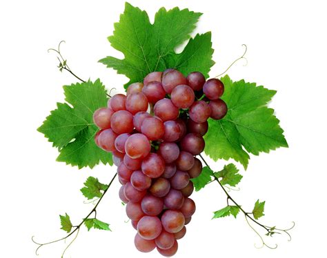 Grapes Wallpapers Pictures Images