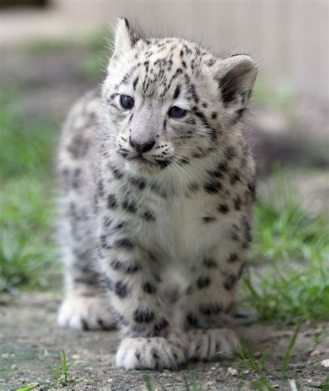 Image Result For Snow Leopard Baby Snow Leopard Snow Leopard Baby