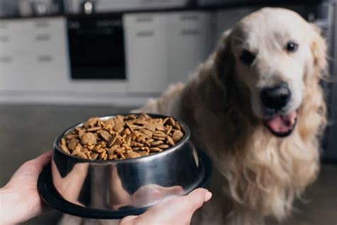 16 Worst Dog Food Brands To Avoid In 2021 16 Top Choices