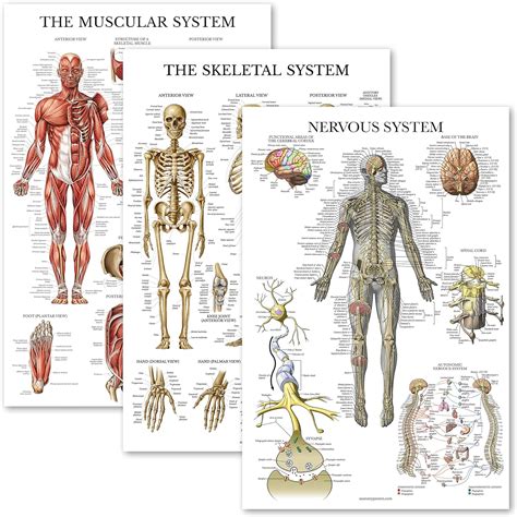 3 Stück Muskel Skelett Nervensystem Anatomie Poster Set