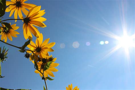 Sun Rays Shining On Yellow Petaled Flowers Hd Wallpaper