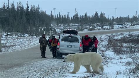 Polar Bear Walks Close To People Churchill Manitoba Youtube