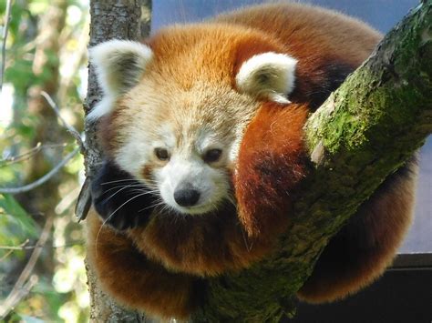 Panda Roux Parc Animalier Du Reynou Limousin Comm Flickr