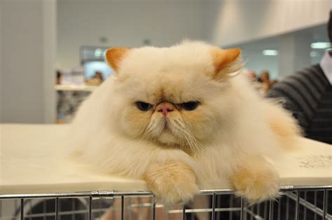 Grumpy Persian Cat Wallpapers And Images Wallpapers Pictures Cute