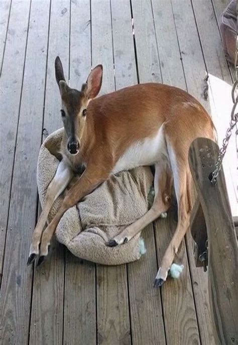 Doe On Cabin Porch Funny Deer Pictures Funny Pictures Tumblr Dog