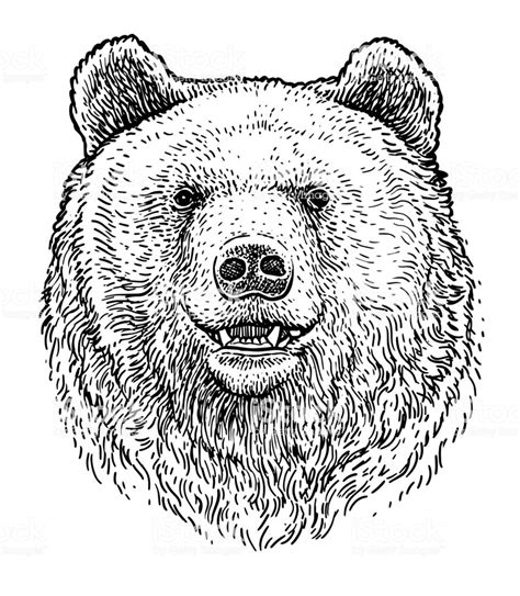 15 Drawing Of Bear Finakoko