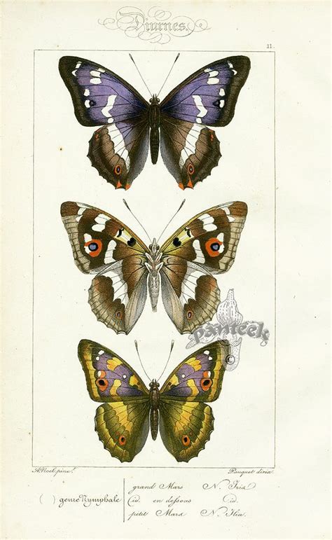 Butterfly Botanical Prints Insect Art Style Estate Which Also