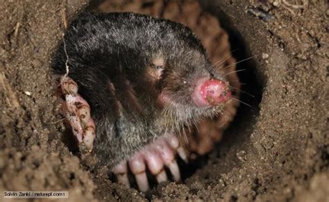 Underground Habitat Mole Peering Out Of Its Burrow