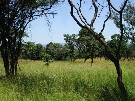 Safari Ecology Ecology Of Broad Leaved Woodlands In The Savannah