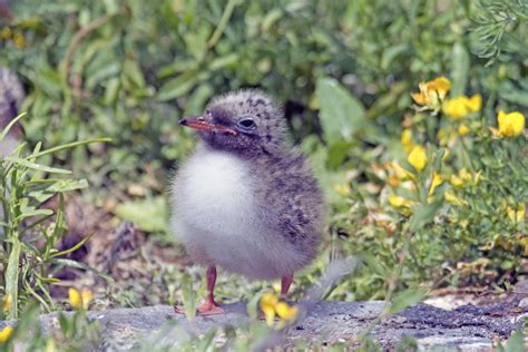 Plunksninis kamuoliukas langenscheidt großwörterbuch deutsch als fremdsprache. Federball Foto & Bild | tiere, wildlife, wild lebende ...