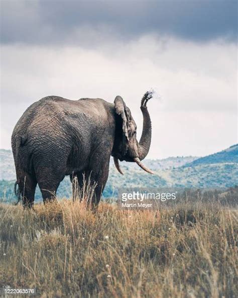 Baby Elephant Trunk Photos And Premium High Res Pictures Getty Images