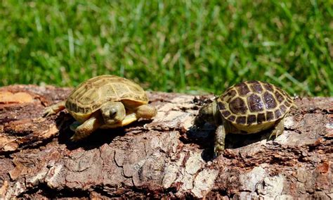 Russian Tortoise Reptiles And Amphibians