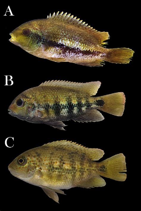 Vieja Coatlicue Sp Nov Una Nueva Especie De Cíclido Actinopterygii