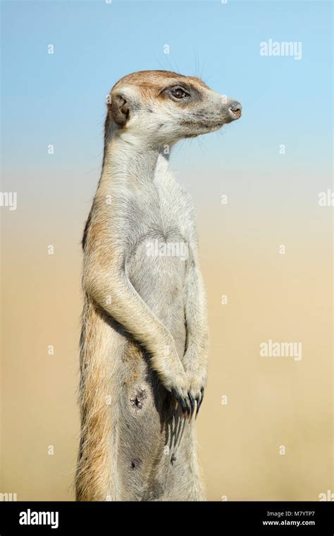 Portrait Of A Meerkat Stock Photo Alamy