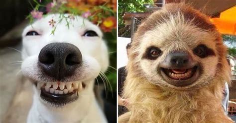 25 Adorable Smiling Animals That Will Warm Your Heart Bouncy Mustard