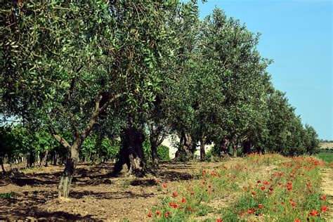 Hd Wallpaper Olive Trees Plantation Olive Grove Agriculture Olive Planting Wallpaper Flare