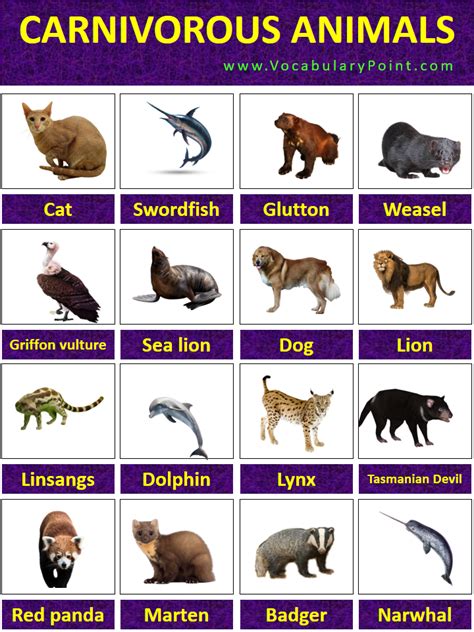 List Of Carnivorous Animals With Pictures Vocabulary Point