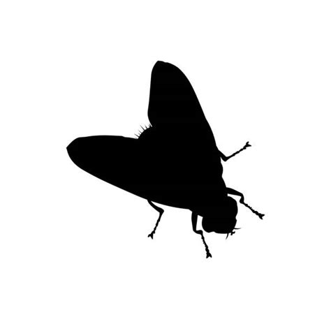 Housefly Illustrations Royalty Free Vector Graphics And Clip Art Istock