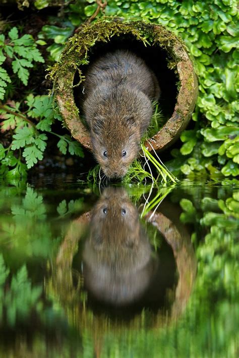 Wild Water Vole Coming Out Of Its Hollow Tree Hole Amid Green Leaves To