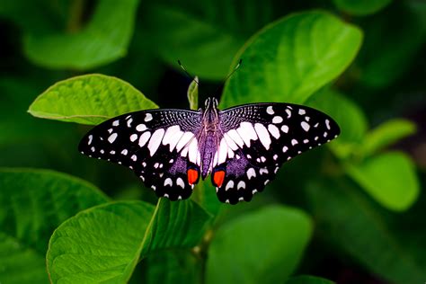243 Beautiful Butterfly Pictures · Pexels · Free Stock Photos