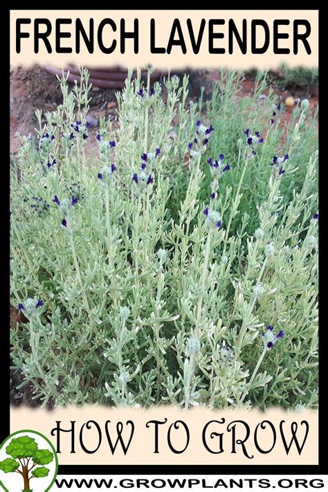 French Lavender How To Grow And Care