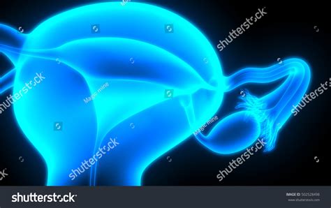 Female Reproductive System 3d Royalty Free Stock Photo 502528498