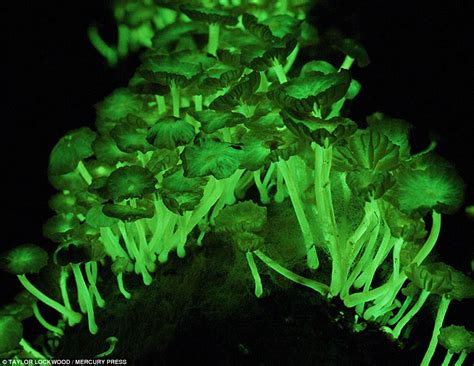 Photographer Taylor Lockwood Captures Amazing Images Of Bioluminescent