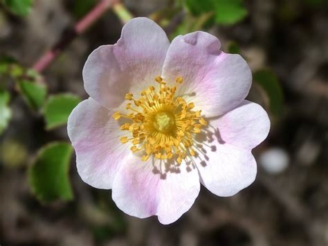 Rosa Canina Wild Flower Rose · Free Photo On Pixabay