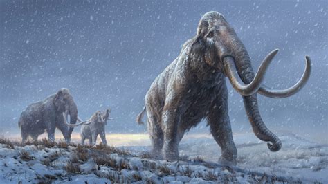The Oldest Animal Dna Ever Recovered Reveals Mammoths Evolution