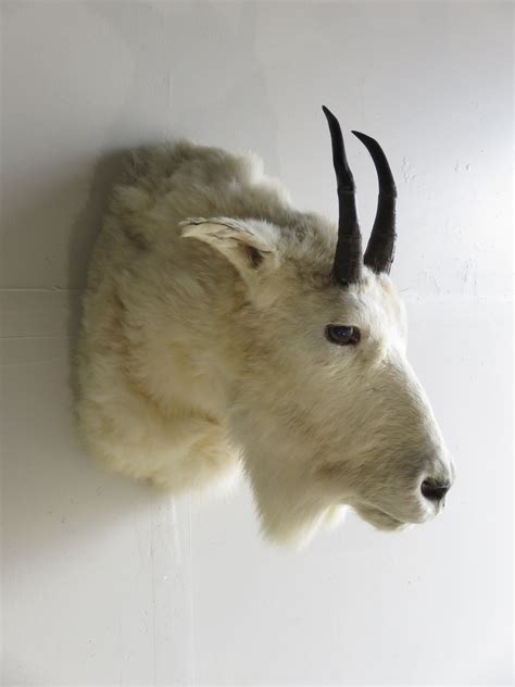 Rocky Mountain Goat Shoulder Mount O 115g Mounts For Sale