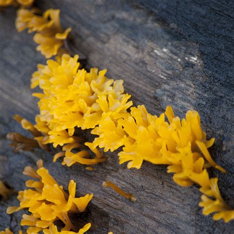 Yellow fungus infection is mainly caused by bad hygiene. Image Of The Day: Yellow Fungi From Dandeli - India's ...