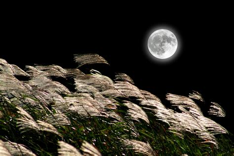Tsukimi Japans Moon Viewing Festival Takes Place This Month