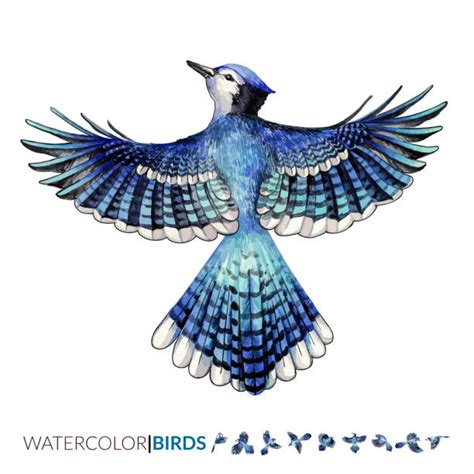 Blue Jay Illustrations Royalty Free Vector Graphics And Clip Art Istock