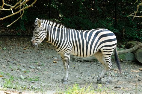 Filegrants Zebras Equus Burchelli Wikimedia Commons