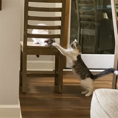 Pet Cat Has Hilarious Reaction To Newly Adopted Cat Brother