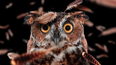 A talon is the owl's sharp hooked claw; Funny Owl hd wallpaper | 2662x1498 | Gludy