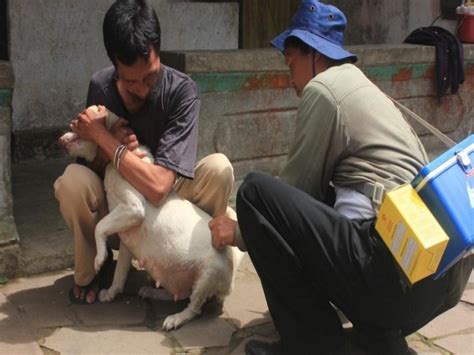 63 Kasus Rabies Di Indonesia Dari Bali Dewata News