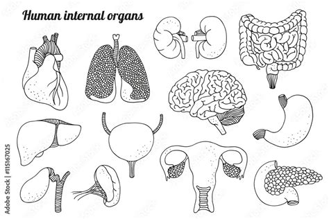 Human Internal Organs Vector Set Stock Vector Adobe Stock