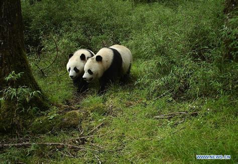 Wild Sub Adult Panda Twins Captured On Camera For First Time Xinhua